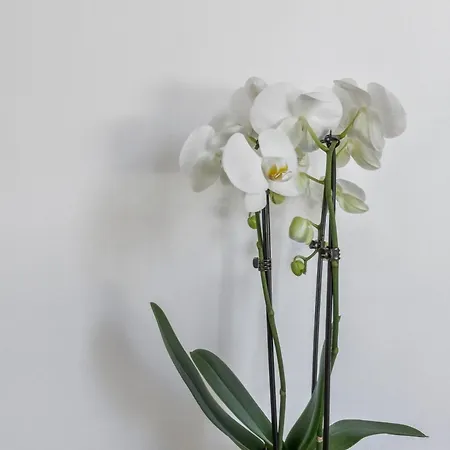 Horizon Bahnhofstrasse, Loewenstrasse Penthouse アパート *