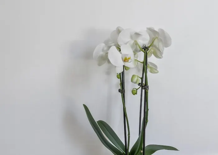 Horizon Bahnhofstrasse, Loewenstrasse Penthouse Appartamento *